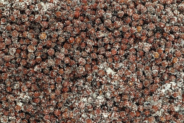 Pepř kampotský červený fermentovaný se solnými květy